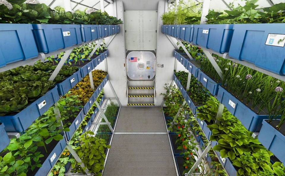Израиль создает лабораторию по выращиванию растений в космосе