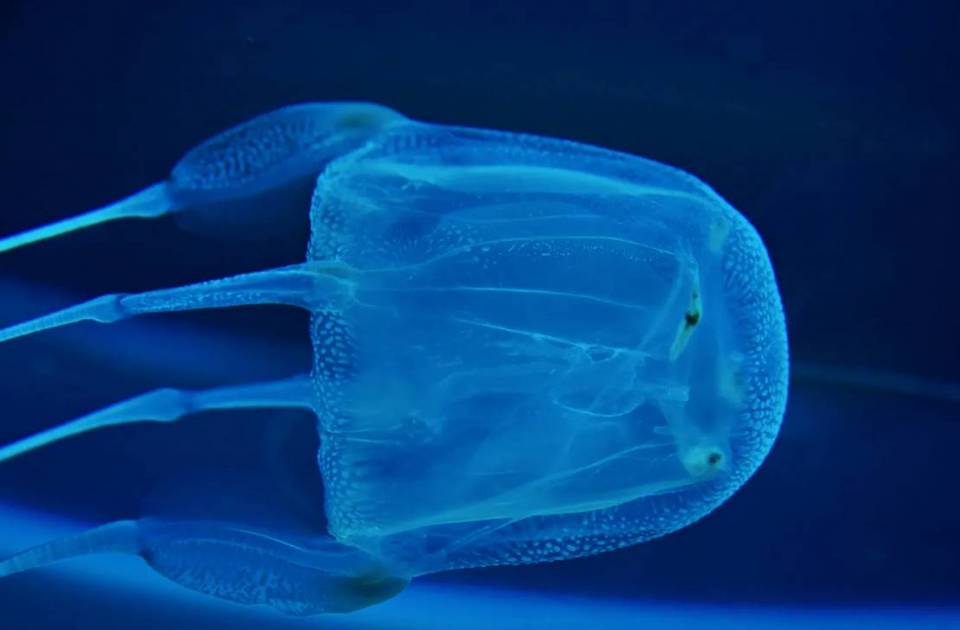 У берегов Израиля аномальный всплеск ядовитых медуз