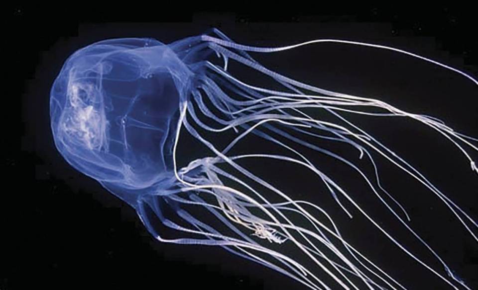У берегов Израиля аномальный всплеск ядовитых медуз