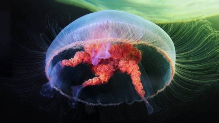 У берегов Израиля всплеск ядовитых медуз