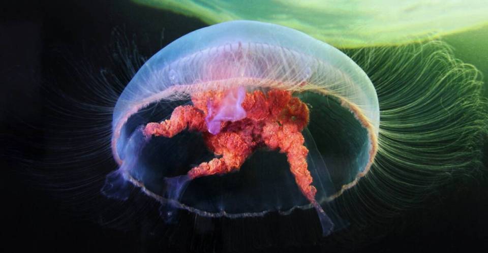 У берегов Израиля всплеск ядовитых медуз
